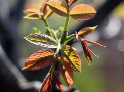 图片细节